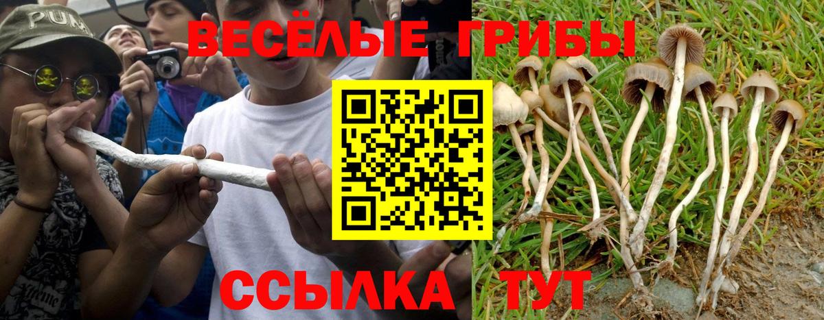 купить наркотики сайты  Псилоцибиновые грибы Magic Shrooms  Вход с VPN  Псилоцибиновые грибы GOLDEN TEACHER  Волгодонск 